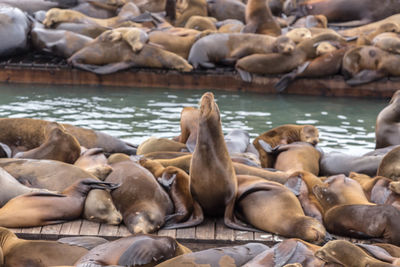 Flock of sheep in the sea