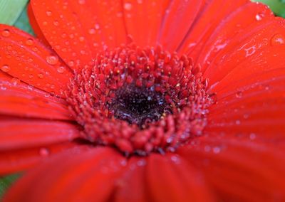 Close-up of wet red daisy flower