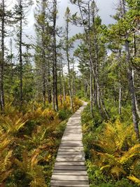 Boardwalk amidst trees in forest