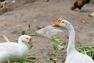 Close-up of birds on field