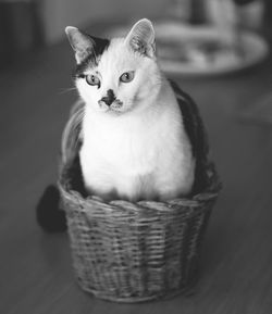 Portrait of cat in basket