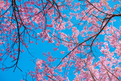 Low angle view of cherry tree against blue sky