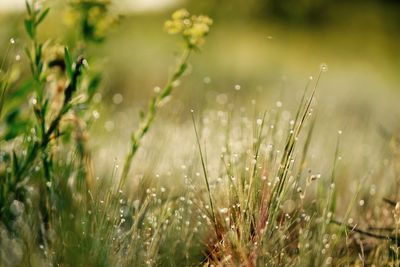 Close-up of wet grass on field