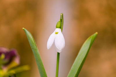 Close-up of snowdrop blooming outdoors