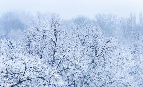 Snow covered bare trees on land during winter