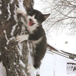Portrait of cat yawning