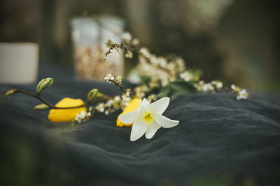 Close-up of white flower on gray blanker