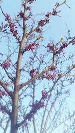 Low angle view of cherry blossoms against sky