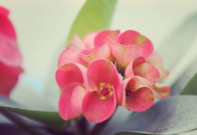 Close-up of pink flower