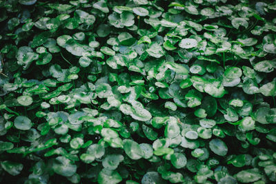 Full frame shot of wet leaves
