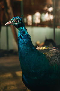 animal themes
