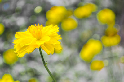 Close-up of yellow flowering plant