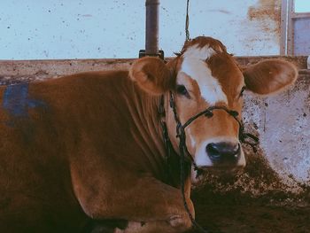 Portrait of cow sitting against wall