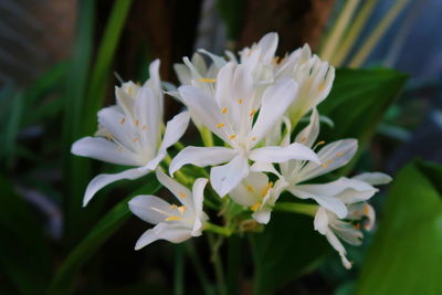 Close-up of white flowering plant