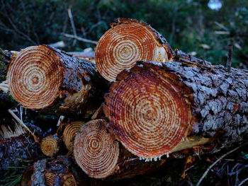 Close-up of mushrooms on wooden log in forest