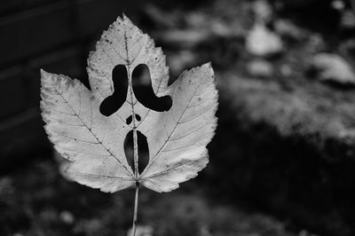 Close-up of leaf