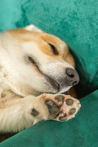 pet