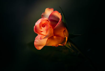 Close-up of rose against black background