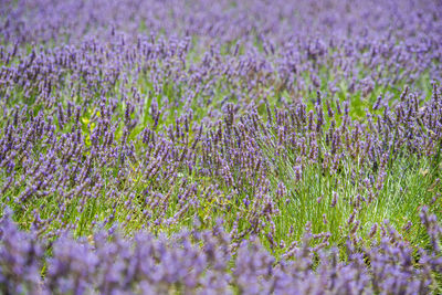 Purple flowering plants on field