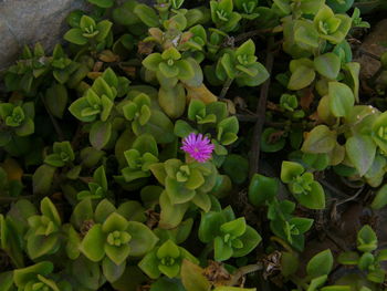 Close-up of purple flowers