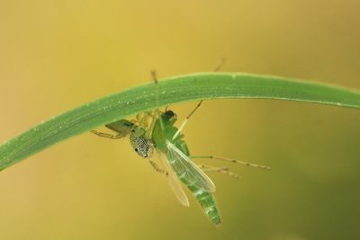 Close-up of insect on leaf