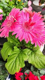 Close-up of pink flowering plant