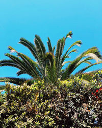 Palm trees against clear blue sky