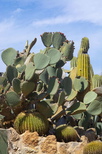 Cactus plants growing on land against sky