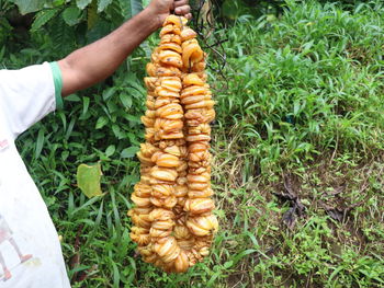 Midsection of person holding corn on field