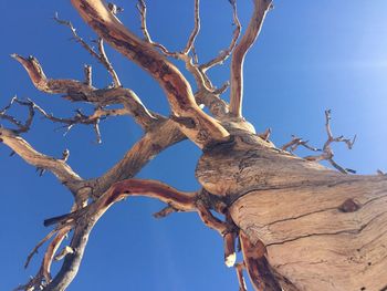 Low angle view of bare tree against clear blue sky