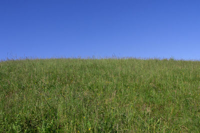 Scenic view of field against clear blue sky