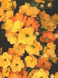 Close-up of yellow flowers blooming outdoors