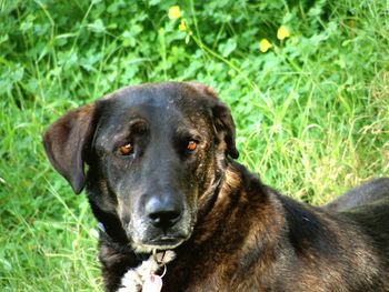 Close-up of dog on grassy field