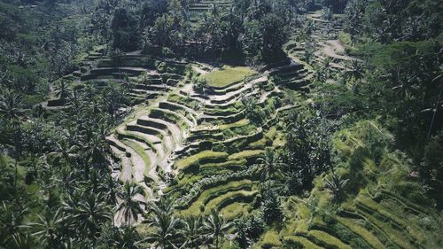 High angle view of rice field