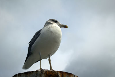 Low angle view of seagull perching on rock against sky