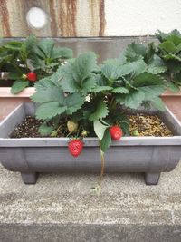 Close-up of potted plant