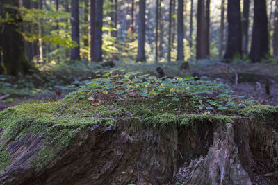 Close-up of moss growing on tree trunk in forest