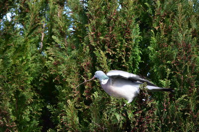 Bird perching on a tree