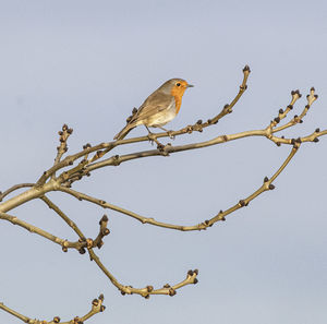 Perching european robin