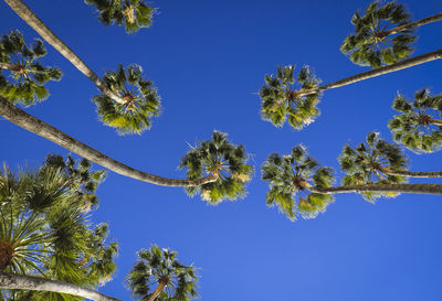 Low angle view of trees against blue sky