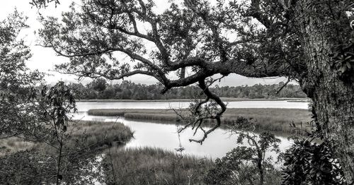 Trees by lake against sky