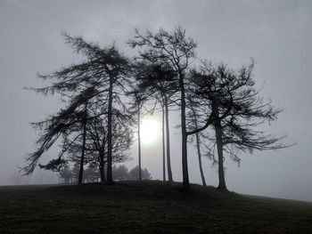 Trees on landscape against sky