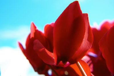Close-up of red flowers