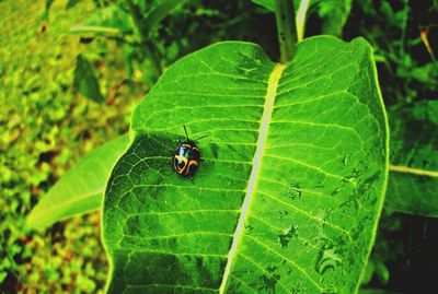 Close-up of insect on leaf