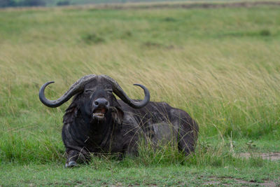 Portrait of buffalo laying in field