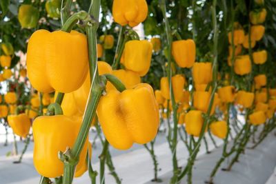 Close-up of yellow flowering plant