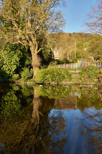 Reflection of trees in lake