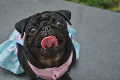 Close-up of a dog