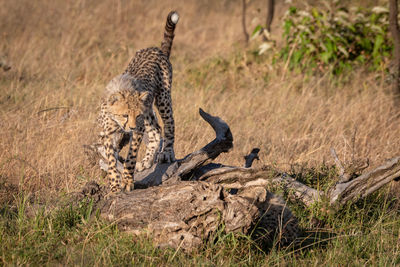 Cheetah on field in forest