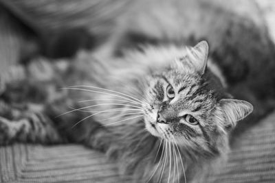 Close-up of a cat